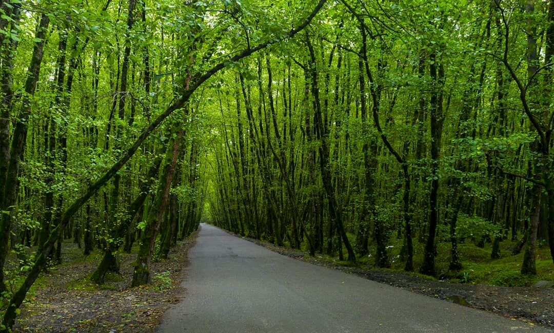 Gisum Forest Park Beautiful Land Of Iran Chapar Gasht Parseh Gisum Forest Park Beautiful Land Of Iran Chapar Gasht Parseh