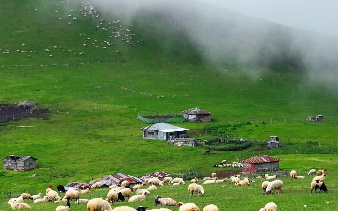 Mazichal