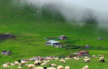 Mazichal