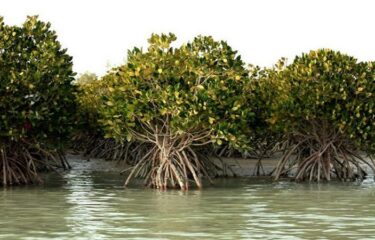 Mangrove “Hara” Forests of Iran’s Qeshm Island