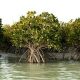 Mangrove “Hara” Forests of Iran’s Qeshm Island