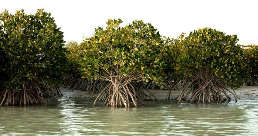 Mangrove “Hara” Forests of Iran’s Qeshm Island
