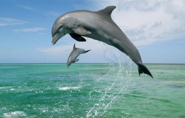 dolphin_watching