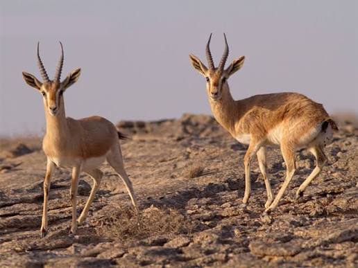 kavir national park